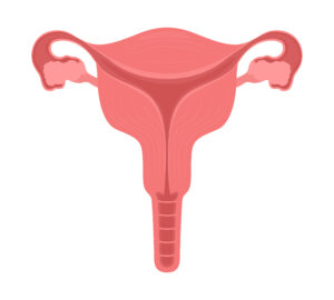 Ovary Size and Pregnancy