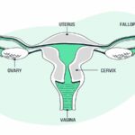 What is Normal Ovary Size & How Does it Affect Pregnancy