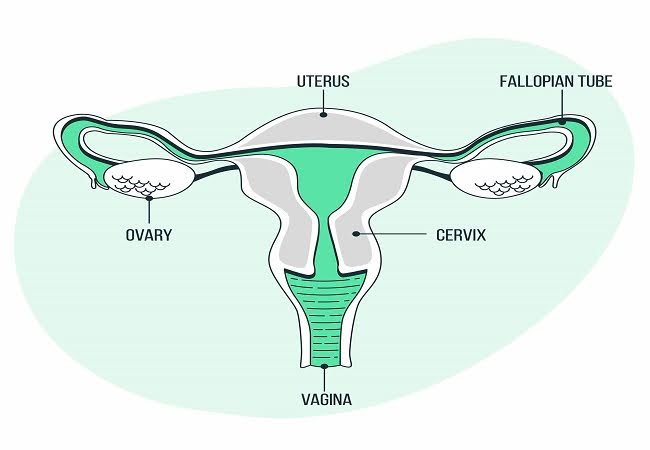 What is Normal Ovary Size & How Does it Affect Pregnancy